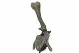 Rare, Stegosaurus Caudal Vertebra on Metal Stand - Wyoming #227556-3